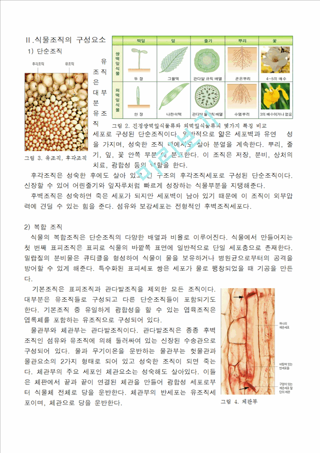 [의학,약학]생물학 - 식물조직에 관해서.hwp